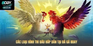 Cách Cược Đá Gà Trực Tuyến 8DAY Của Nhà Đầu Tư Kê Trường