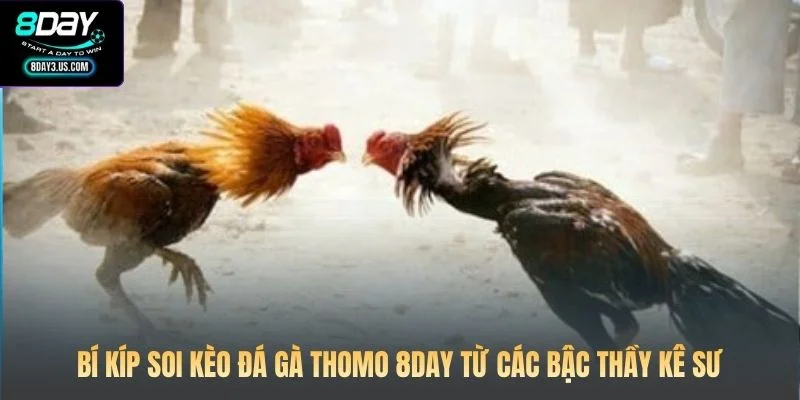 Bí kíp soi kèo đá gà Thomo 8DAY từ các bậc thầy kê sư