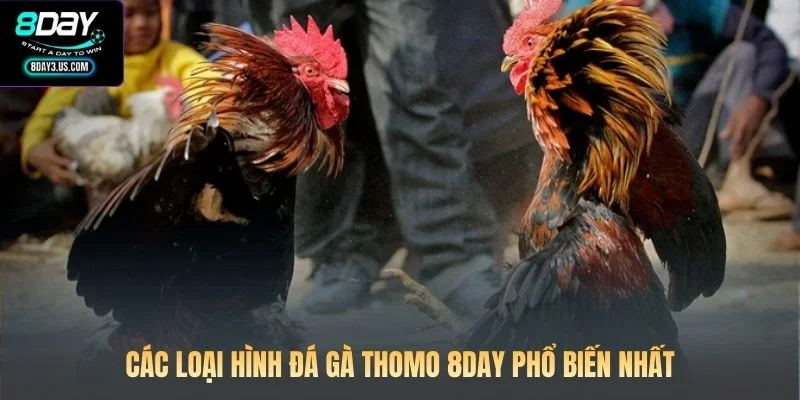 Các loại hình đá gà Thomo 8DAY phổ biến nhất