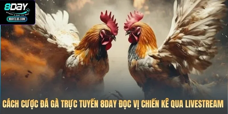 Cách cược đá gà trực tuyến 8DAY đọc vị chiến kê qua livestream 