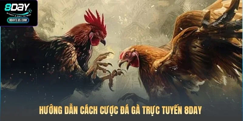 Hướng dẫn cách cược đá gà trực tuyến 8DAY 