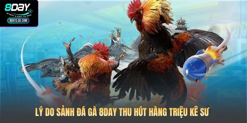 Lý do sảnh Đá gà 8DAY thu hút hàng triệu kê sư 