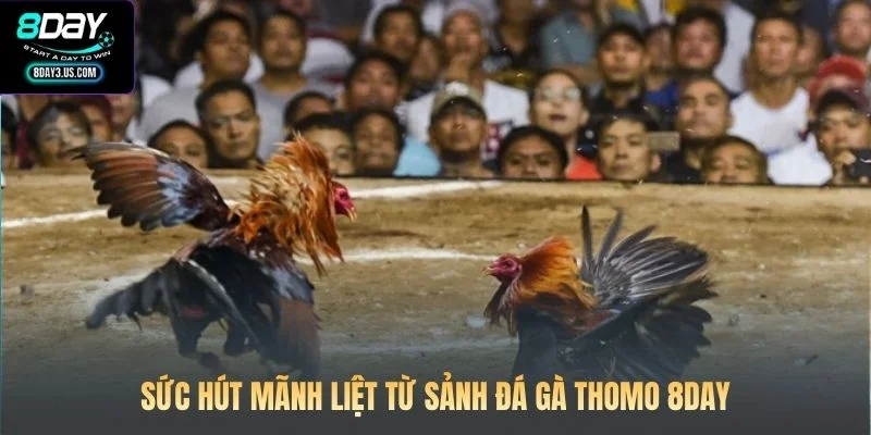 Sức hút mãnh liệt từ sảnh đá gà Thomo 8DAY